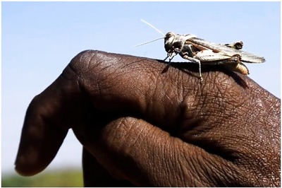India Has Ordered Machines From UK to Control Locust Swarms, Says Agriculture Minister Tomar