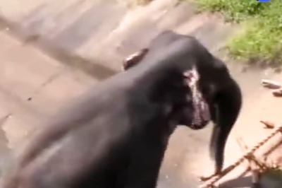 'True Heroes': Rescuers Make Ladder With Tyres For Elephant Trapped In Canal