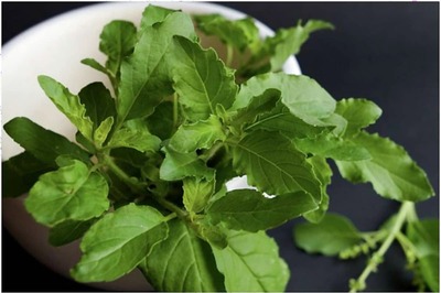 Holy Tulsi: Health Benefits of Indian Basil You Shouldn’t Miss Out On