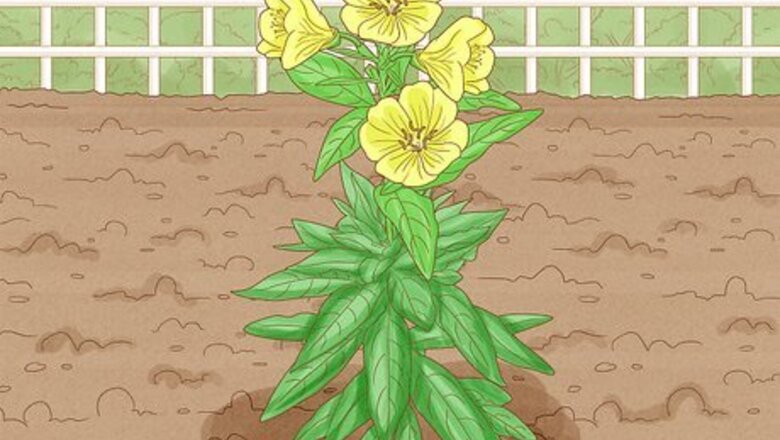 How to Grow Evening Primrose