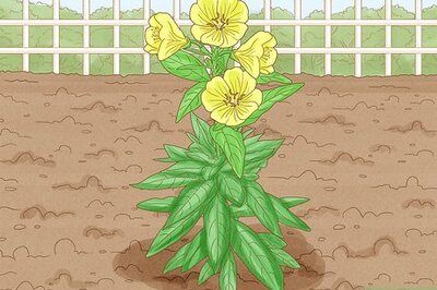 How to Grow Evening Primrose