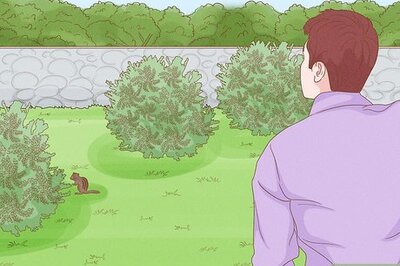 How to Protect Sunflowers from Squirrels