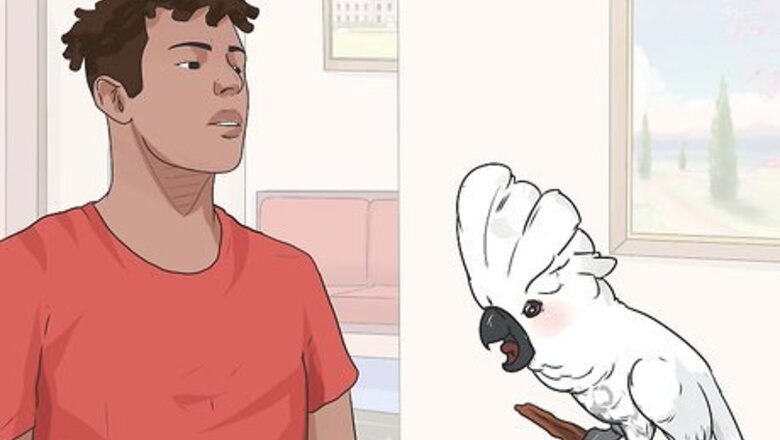 How to Teach Your Bird to Talk