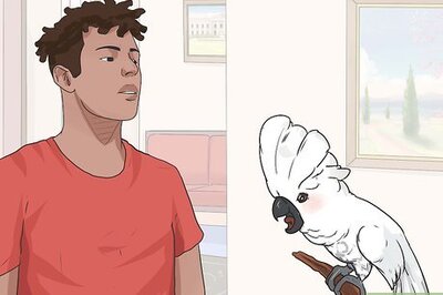 How to Teach Your Bird to Talk