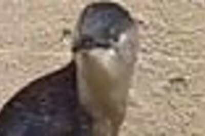 The seal that tried to rape a penguin!