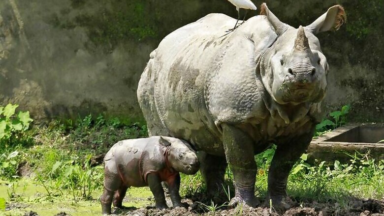 News Digest: Fight Against Wildlife Trade Gets a Boost