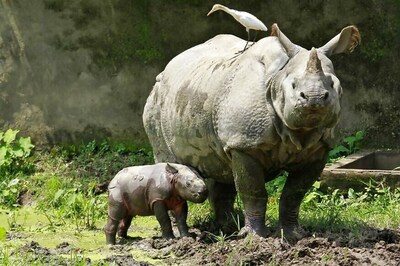 News Digest:  Fight Against Wildlife Trade Gets a Boost