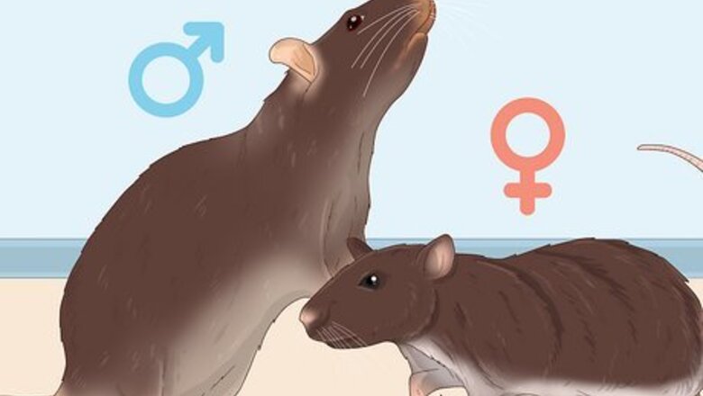 How to Get a Pet Rat