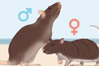 How to Get a Pet Rat