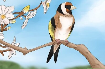 What It Means When a Bird Crosses Your Path