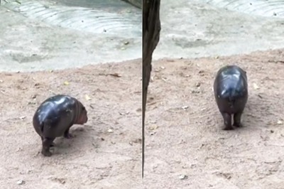 ‘Hilarious And Cute’: Moo Deng Hippo Charms Internet With Her ‘Moonwalk’ -- Watch