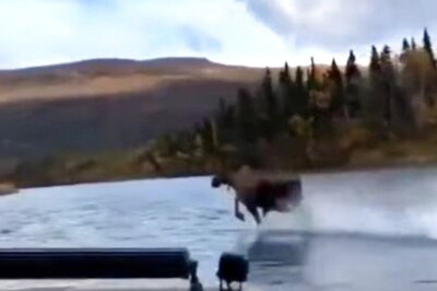 Watch: Moose Drifts On Water Surface With Ease, Anand Mahindra Says 'It's All In The Mind'