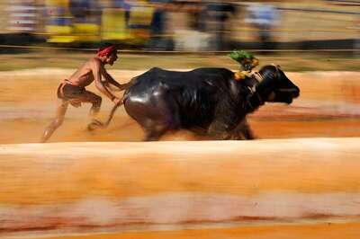 Karnataka HC Refuses to Lift Kambala Ban, To Wait for Jallikattu Verdict