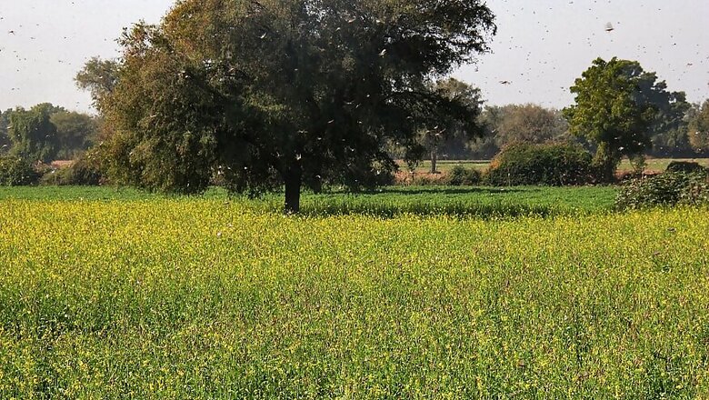 After Massive Pest Control Operation, Locust Menace in North Gujarat Under Control: State Govt
