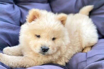 This Punjabi Commentary On A Cute Puppy's Daily Routine Will Make Your Heart Melt