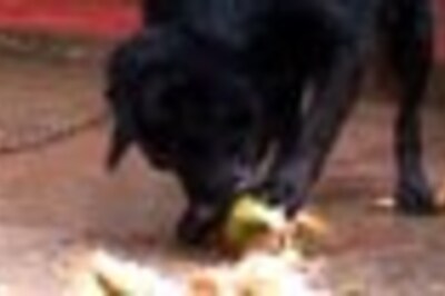 Enraged Kerala man wrestles, bites rabid dog