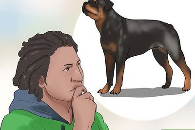 How to Train a Rottweiler