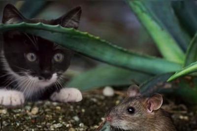 Watch: In A First, Mouse Chases A Cat Leaving Internet In Splits