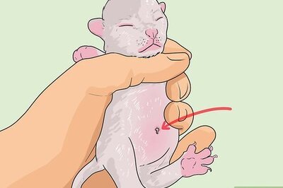 How to Tell How Old a Kitten Is