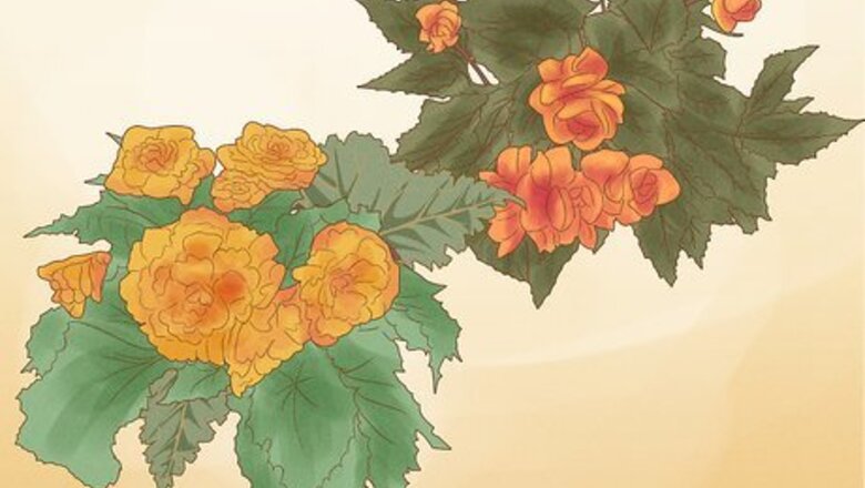 How to Grow Begonias