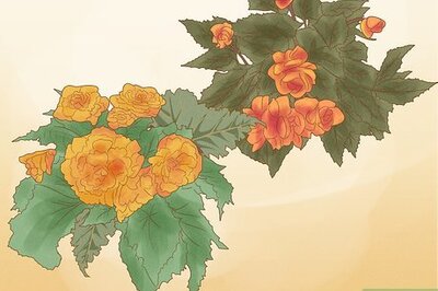 How to Grow Begonias