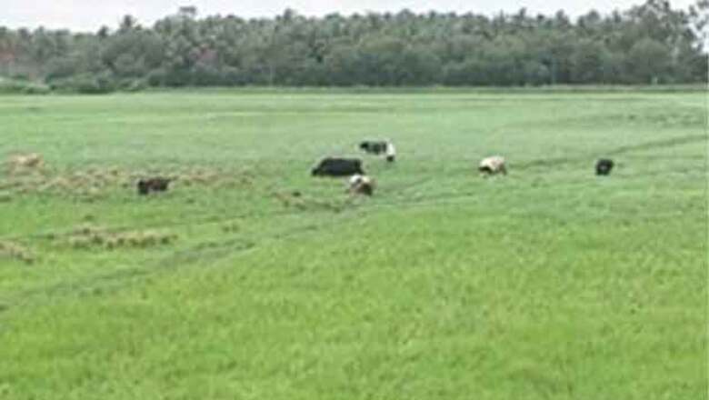 Bumper winter crop production expected: Report
