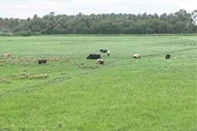 Bumper winter crop production expected: Report