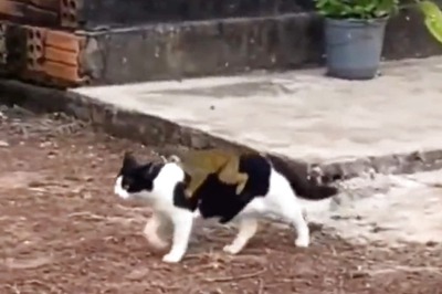 WATCH: Monkey Gets 'Free Ride' on the Back of a Cat, Netizens Amused