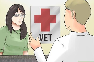 How to Choose Exercise That Strengthens Senior Dogs