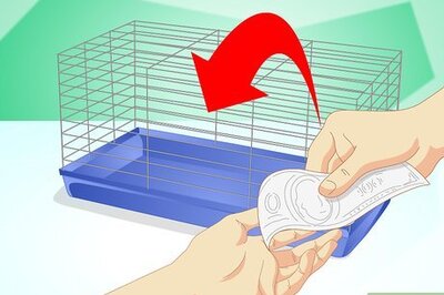 How to Create a Habitat for a Hamster