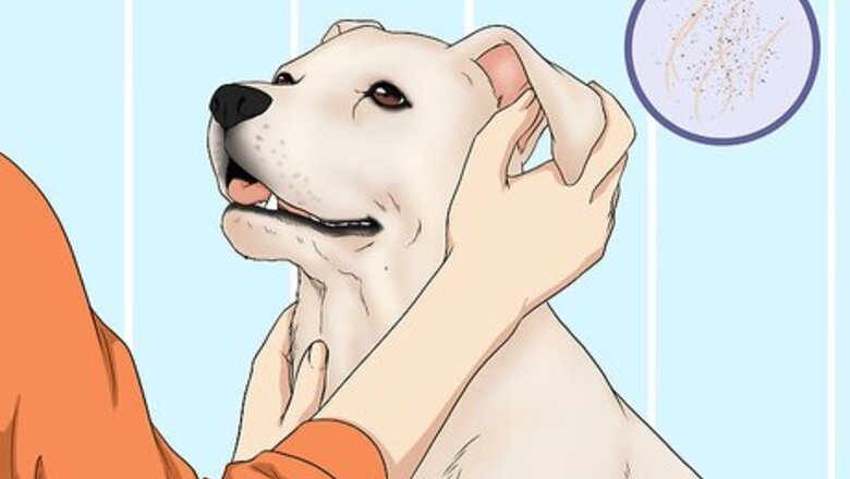 How to Wash a Dog's Face