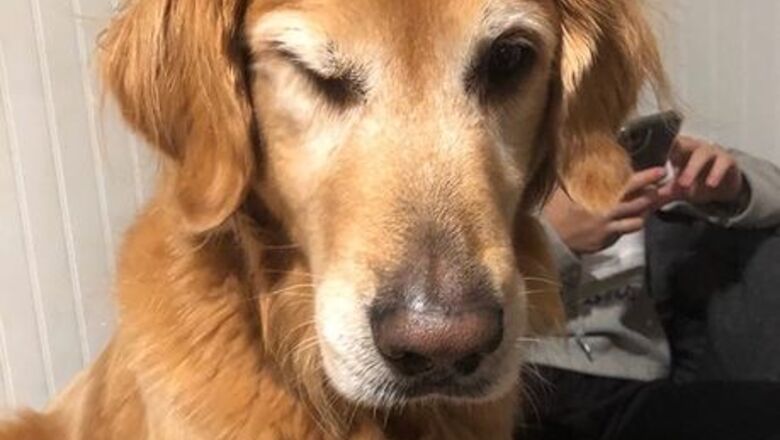 How to Live Without Pets