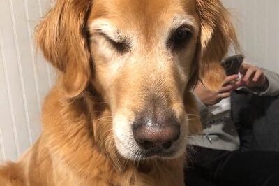 How to Live Without Pets