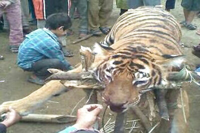 Villagers kill tiger in Dimapur village after it wounded a man