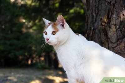 How to Adopt a Cat if You Already Have One