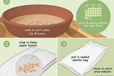 How to Sow, Grow, Care for, and Harvest Chickpeas