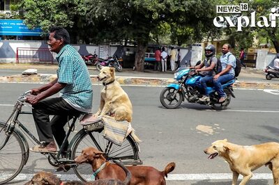 Why Stray Dogs Attack, Who is Responsible for Dog Bites & What Do Laws Say | EXPLAINED