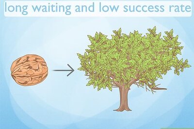How to Plant a Walnut Tree