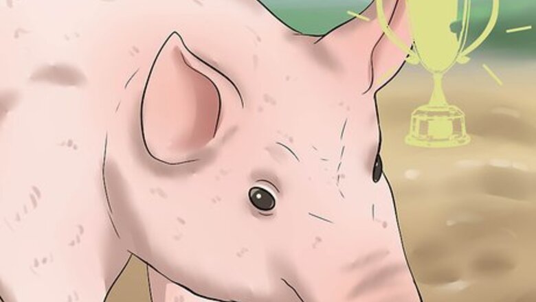 How to Pick out a Market Hog