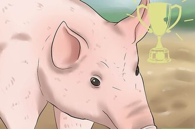 How to Pick out a Market Hog