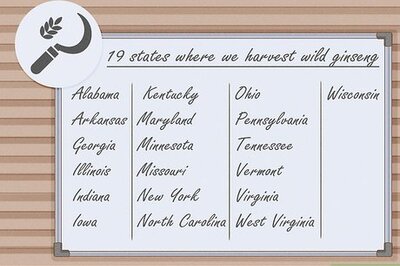 How to Hunt for Wild Ginseng