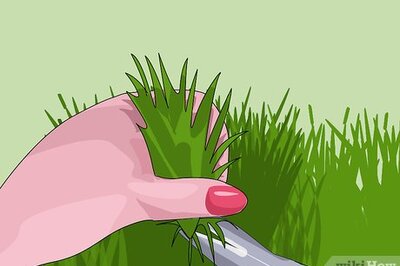 How to Juice Wheatgrass