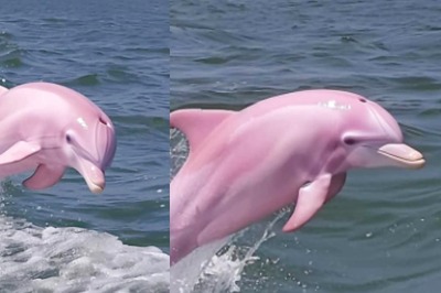 These Pictures Of Rare Pink Dolphin Will Make You Rub Your Eyes In Disbelief