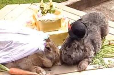 World's largest rabbit ties the knot