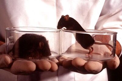 Mice Shows Nascent Liver Damage after Stay in Space