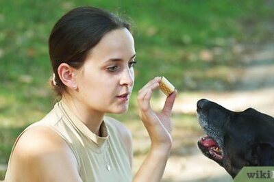 How to Train a Dog to Give You Its Paw