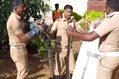 In Tamil Nadu's Tenkasi, Firefighters Struggle For Hours To Secure 15-Foot Cobra