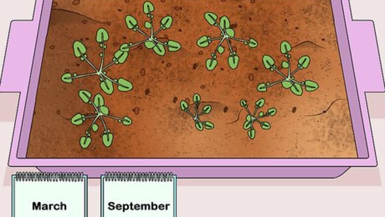 How to Harvest American Cress