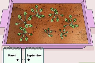 How to Harvest American Cress