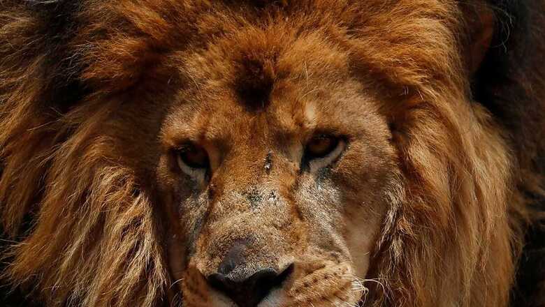 'Will You Name Pet After Hindu God or Muslim Prophet?': HC Orders Bengal Govt To Change Names Of Lions 'Akbar', 'Sita'